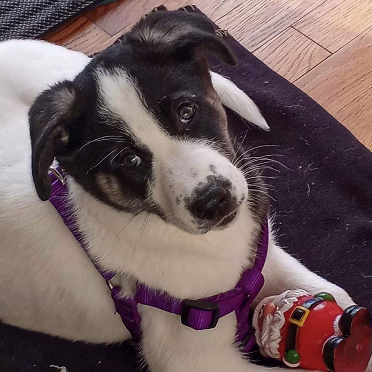 Puppy