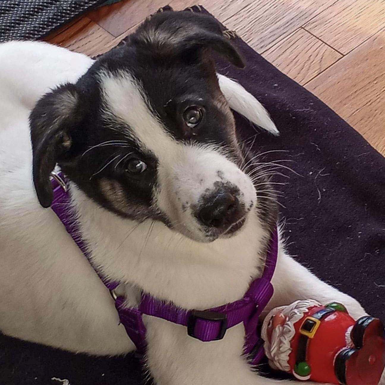 Puppy