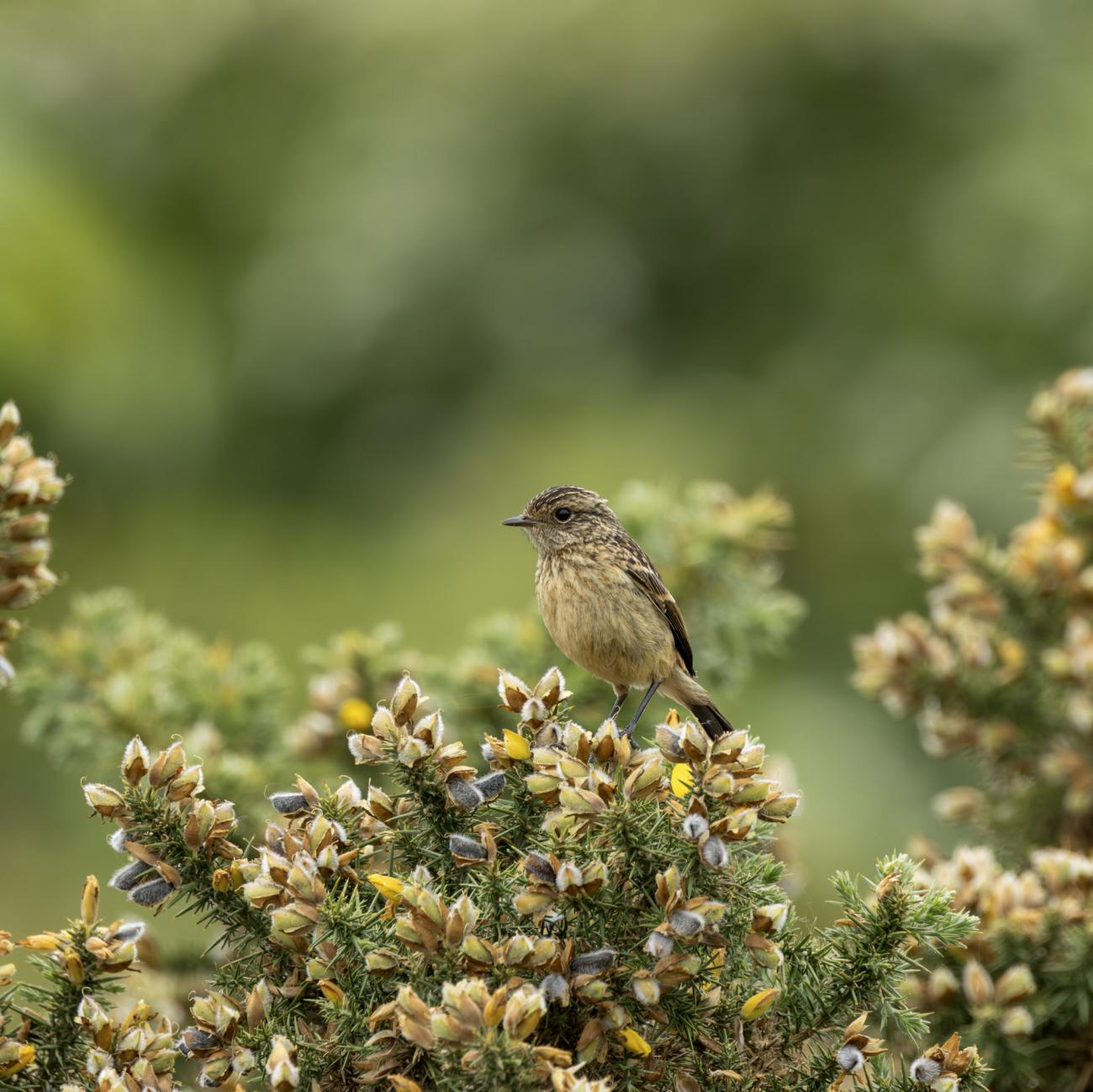 Bird in hedge
