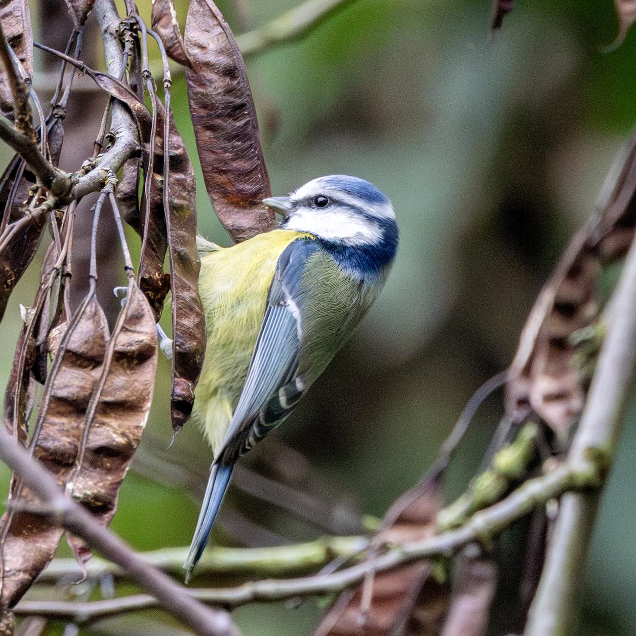 Bluetit