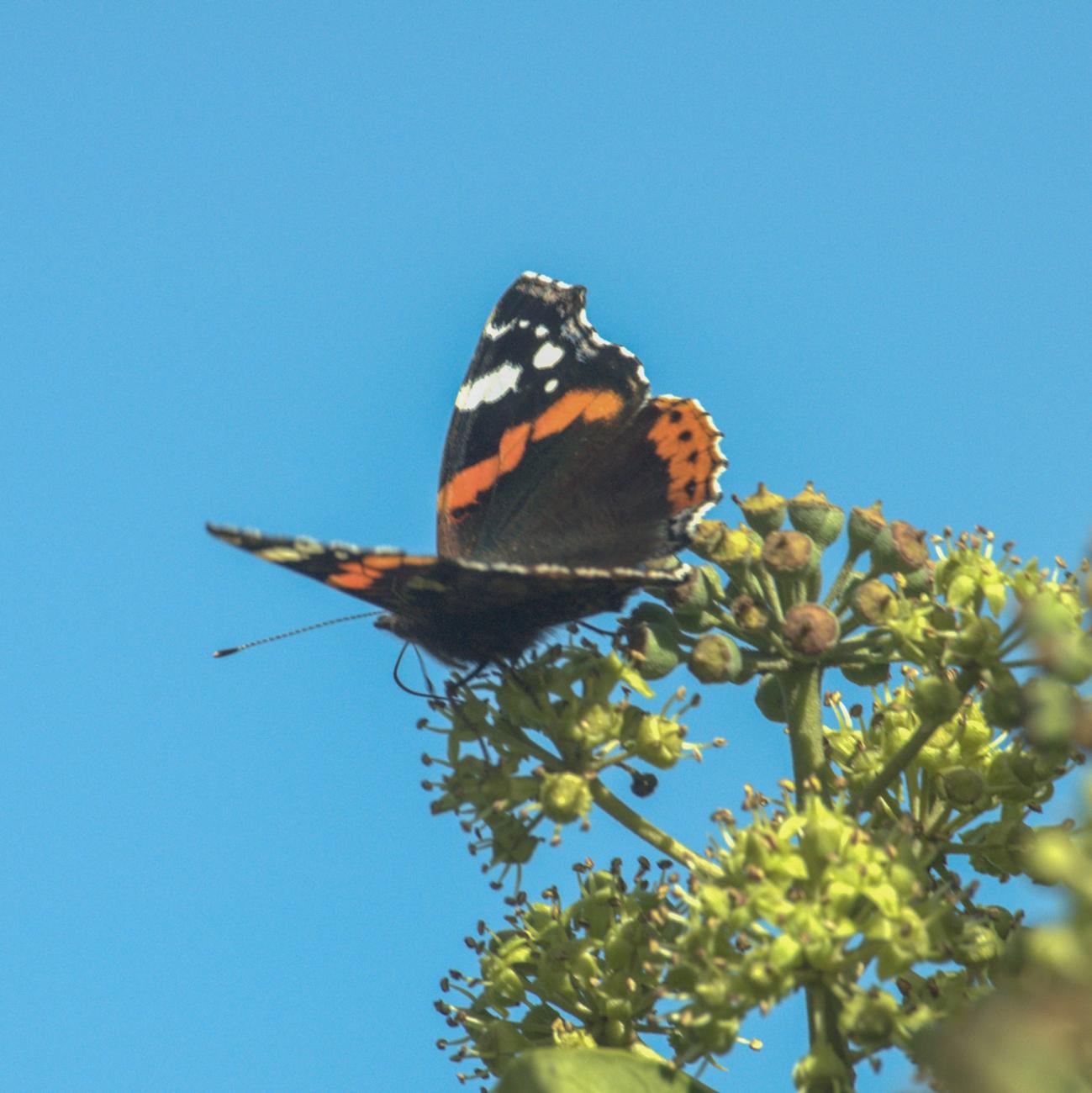 Butterfly pollinator