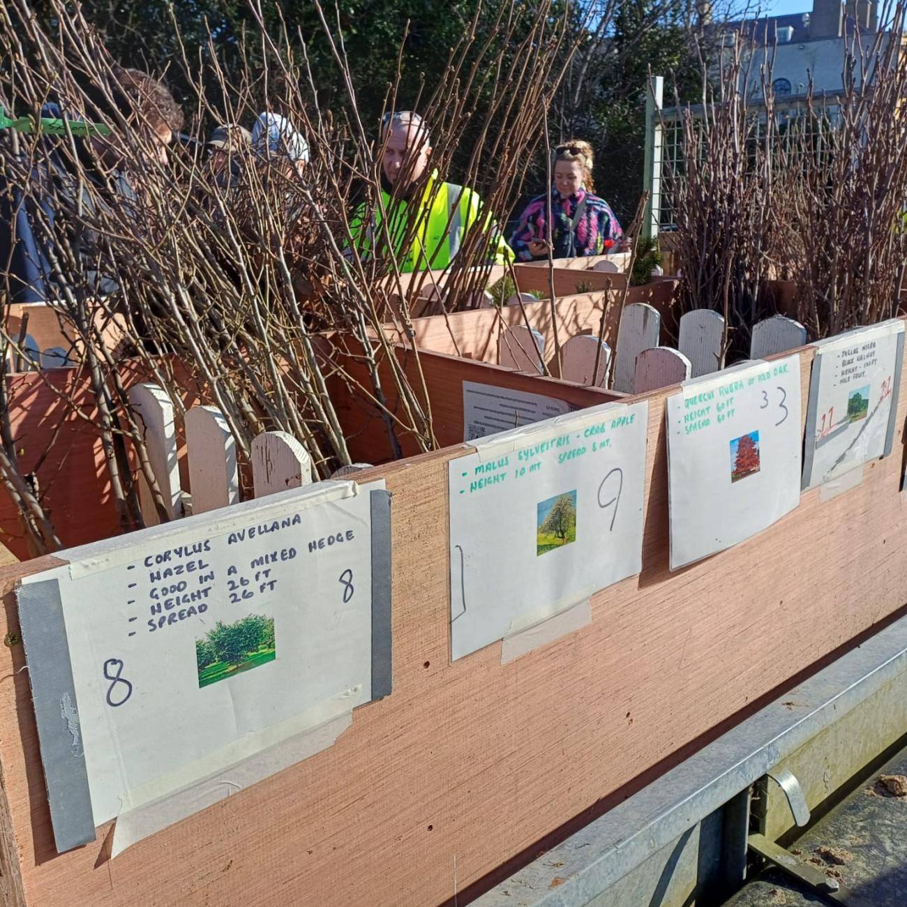 Saplings distributed in Fingal 