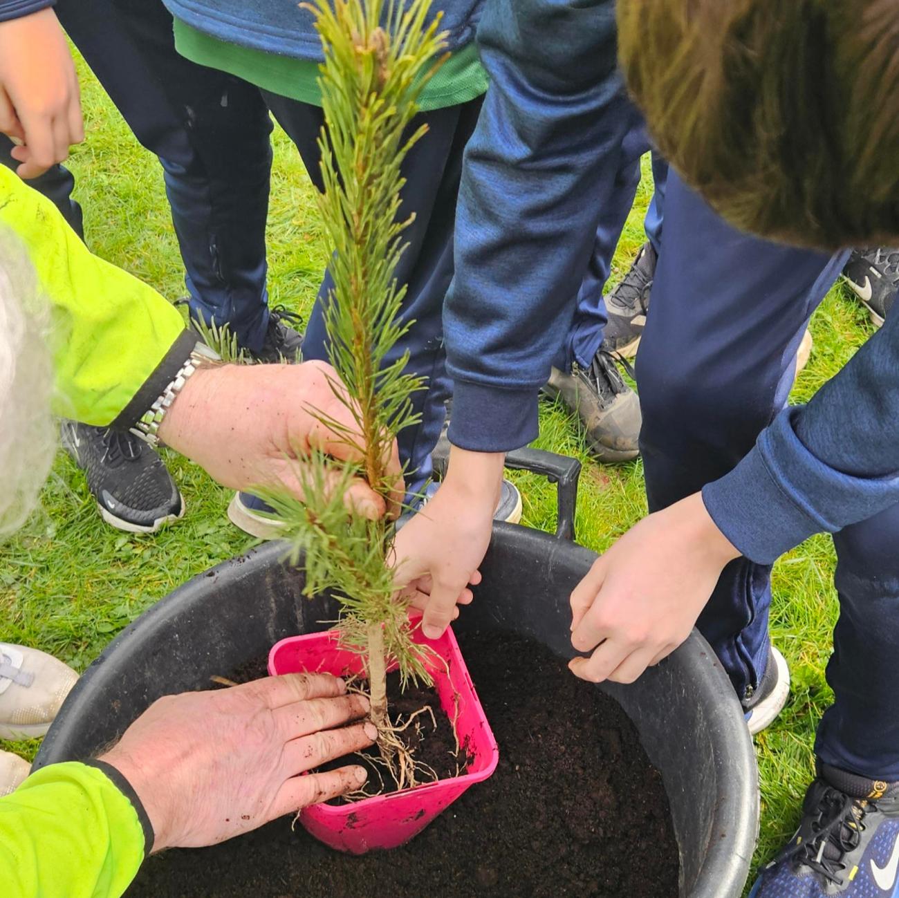 Tree planting